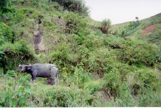 carabao