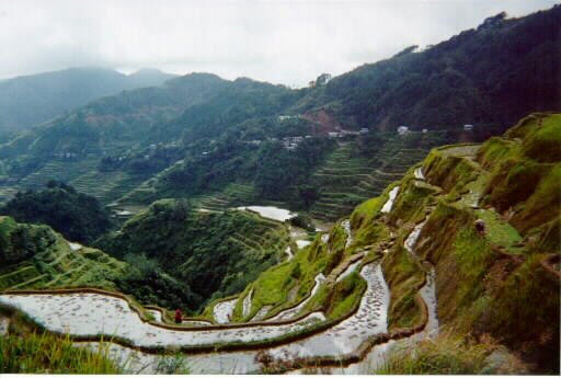 rice fields