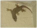 gecko