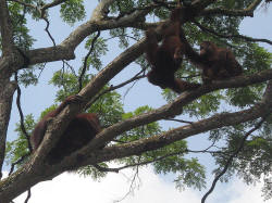 orang utans