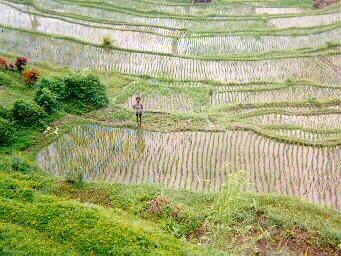 rice terrace